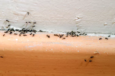 Ant Control Boronia