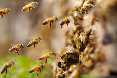 Bees Control Boronia