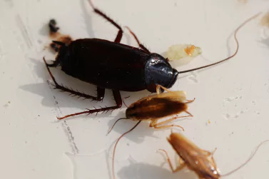 Cockroach Control Boronia