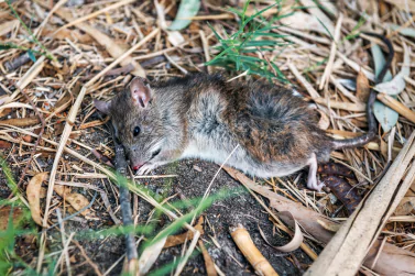 Dead Animal Removal Boronia