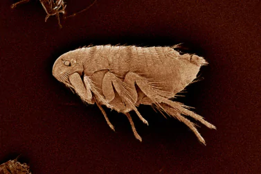 Flea Control Boronia
