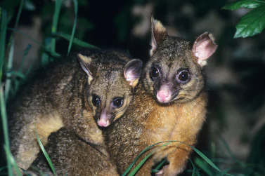 Possum Removal Boronia