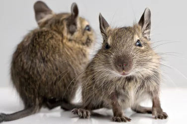 Rodent Control Boronia