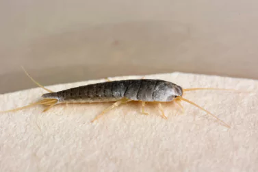 Silverfish Control Boronia