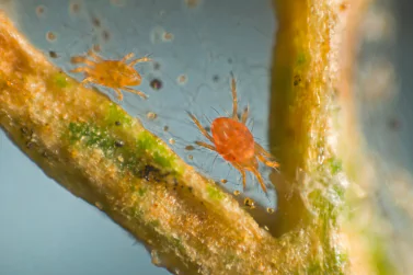 Spider Control Boronia
