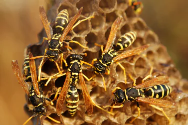 Wasp Control Boronia